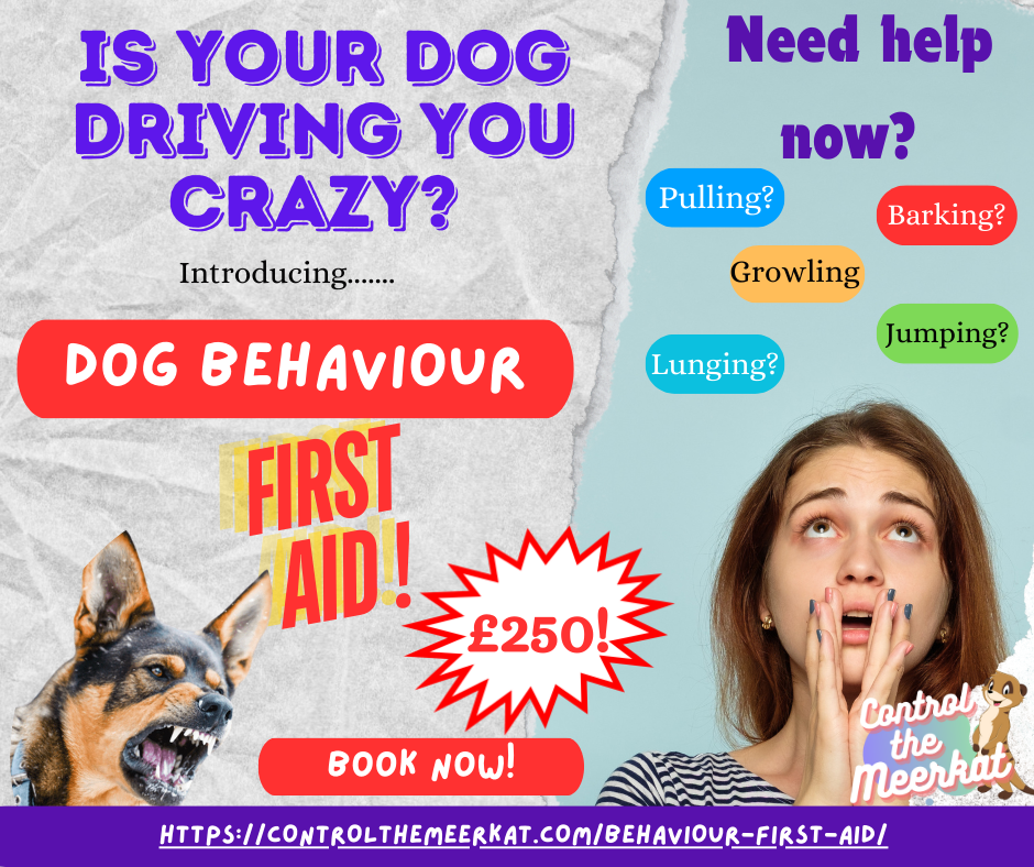 Promotional image for a dog behaviour first aid consult. Features a distressed dog, a stressed woman, and colorful text highlighting issues like pulling, barking, and jumping. Course costs £250. Hosted online by Control The Meerkat and Danielle Beck a Clinical Animal Behaviourist based in Leigh Greater Manchester .