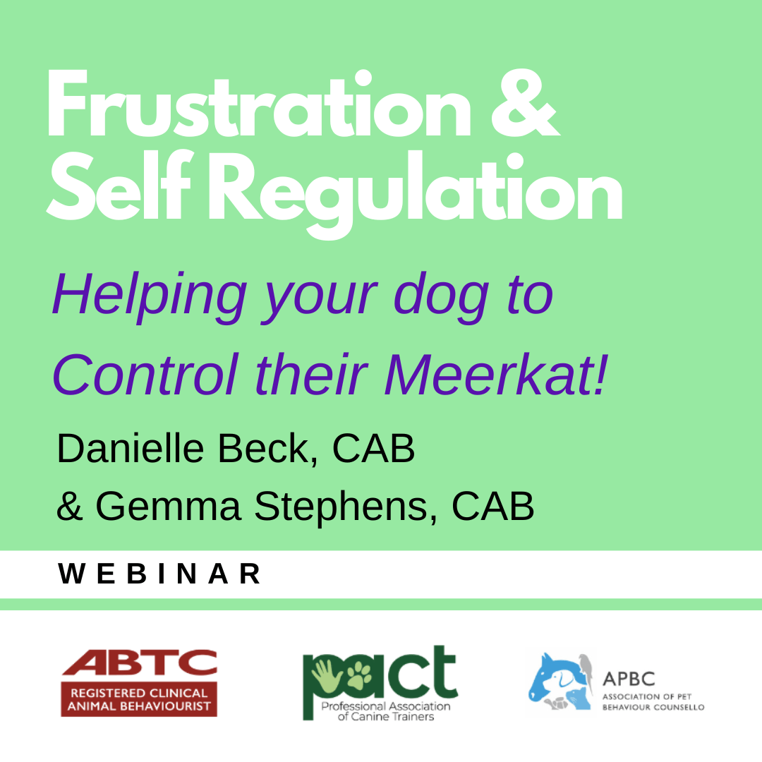 Frisration and self regulation helping your dog control their meerkat.