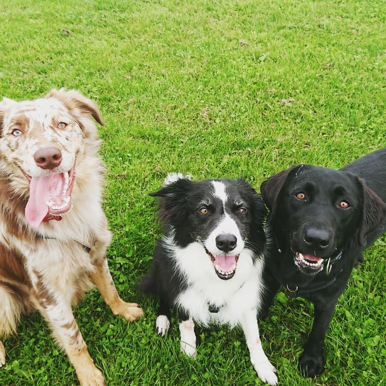 Three dogs standing on the grass with their tongues out.