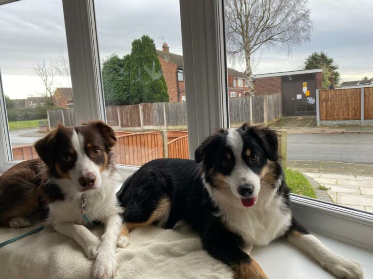 Two dogs sitting on a window sill in front of a house.