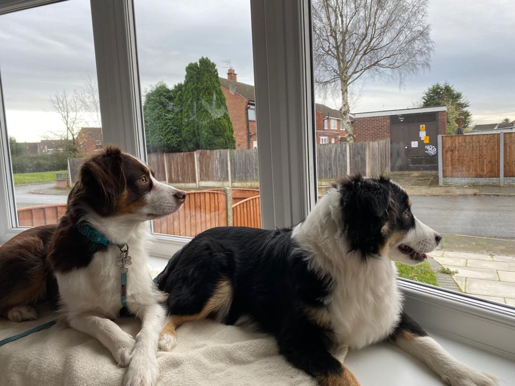 Two dogs sitting on a window sill looking out.