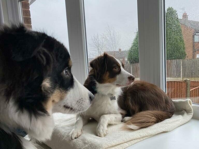 Two dogs looking out of a window.