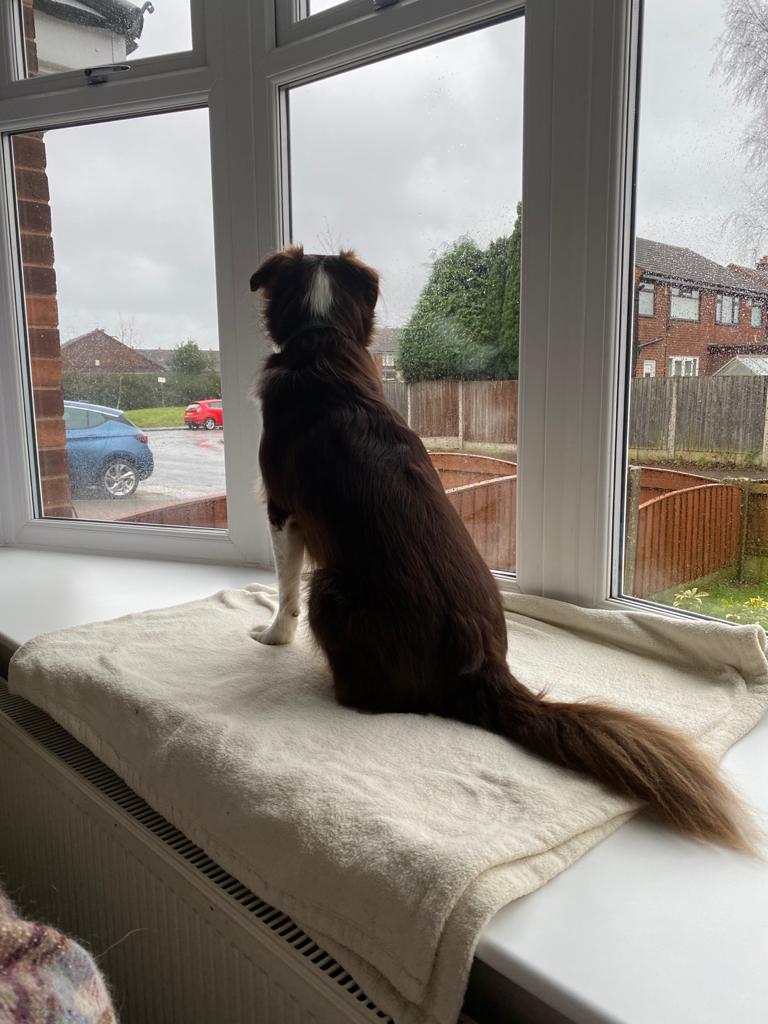A dog looking out of a window.