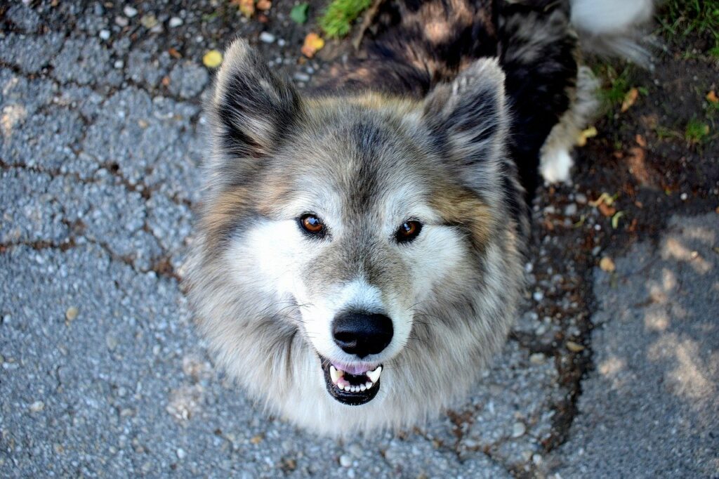 dog, animal, walk