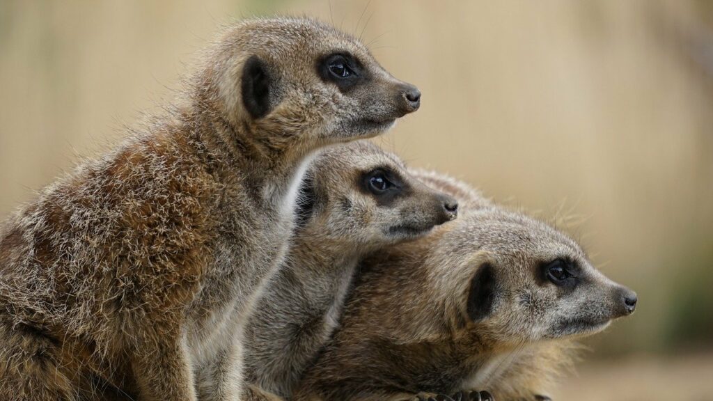 meerkat, wild, animal