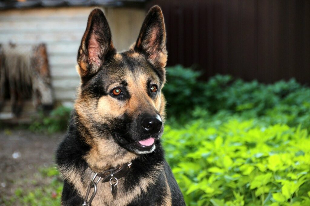 shepherd, german shepherd, portrait