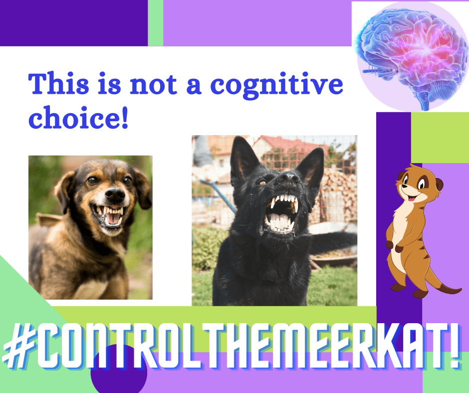Image shows a white background with purple and green blocks. there's a brain at the top right and an animated Meerkat to the right. The main pictures are of two dogs showing their teeth. A small bringle dog with floppy ears an a large black german shepherd. The title says 'This is not a cognitive choice' #ControlTheMeerkat