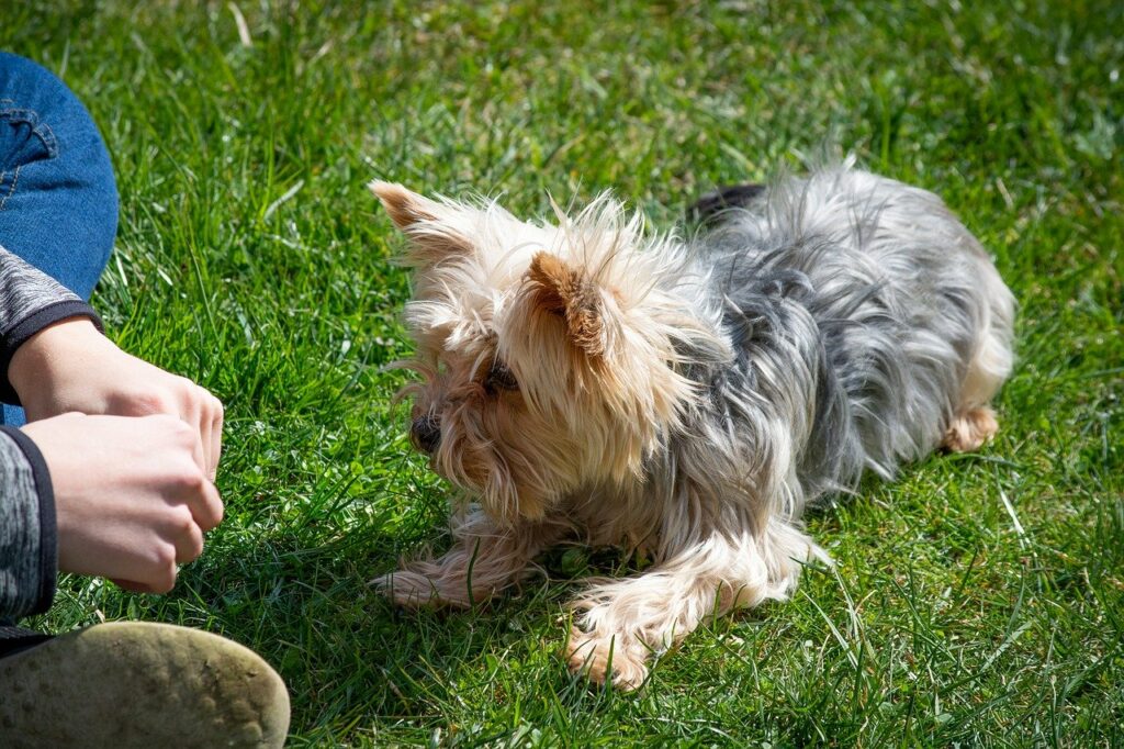 dog, small, learning pattern games with danielle beck, clinical animal behaviourist in leigh greater manchester