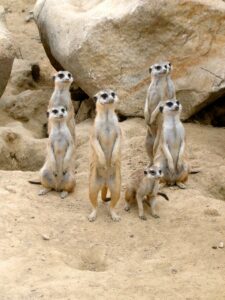 meerkat, zoo, animal
