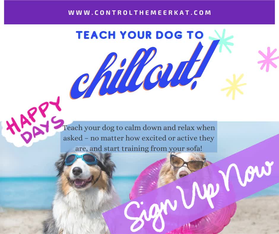 Teach your dog to chill with www-controlthemeerkat-com-1-1-mp4.