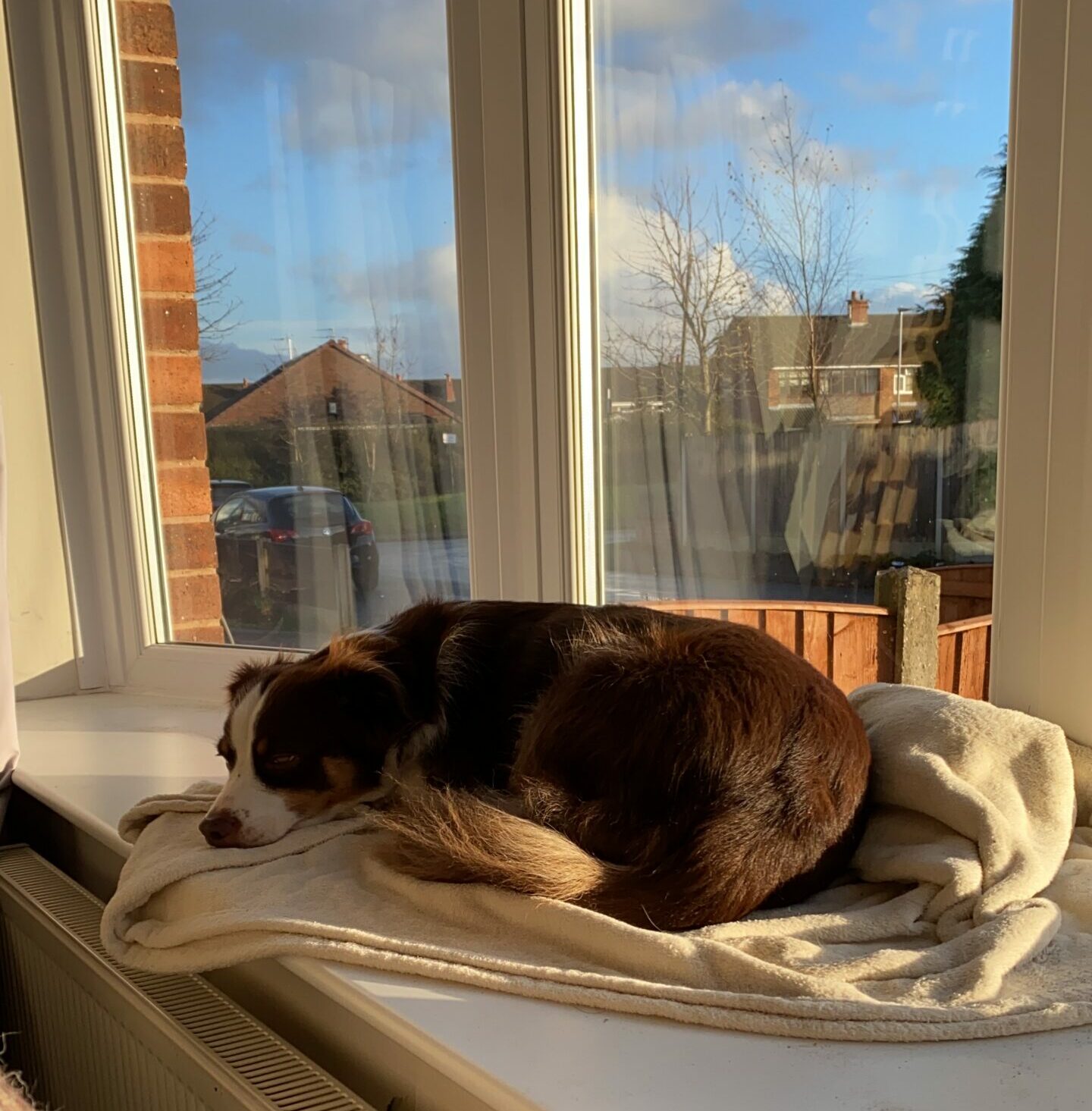 A brown and white dog laying on a window sill.