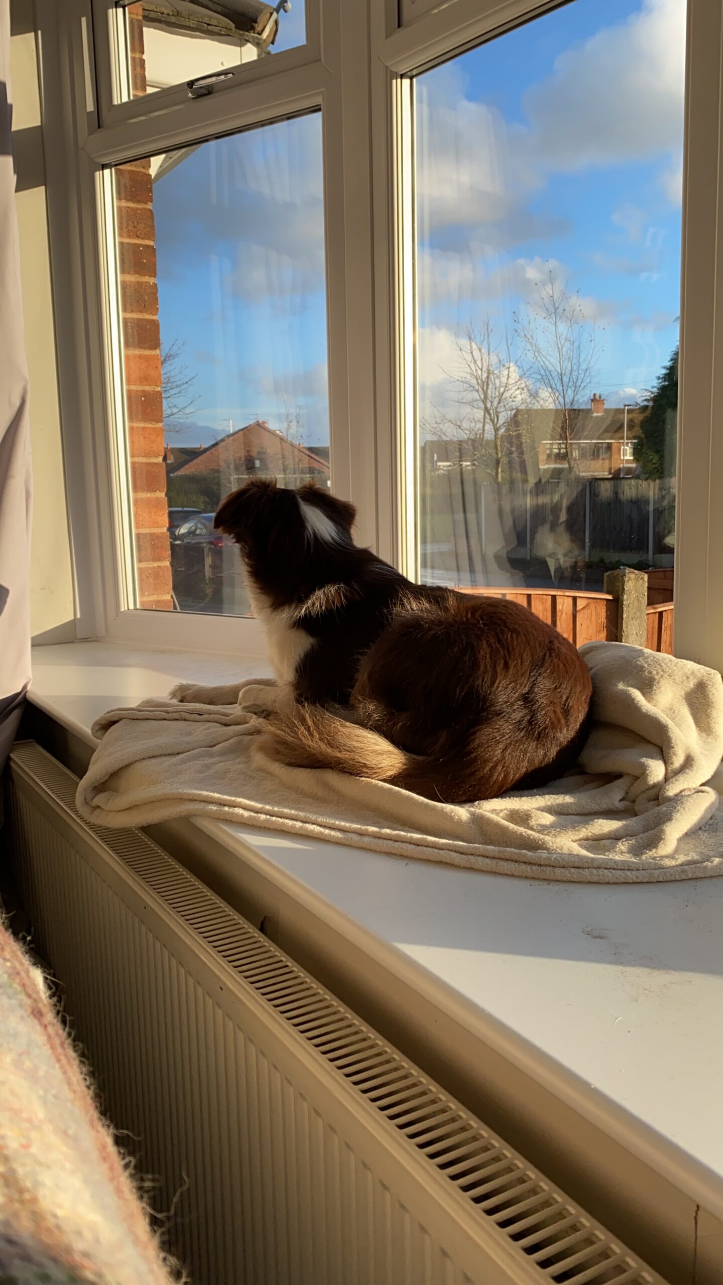 A dog is sitting on a window sill.