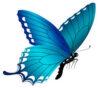 A vibrant blue butterfly gracefully flutters on a pristine white backdrop.