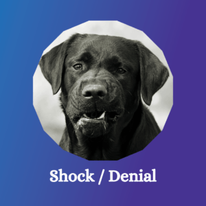 A reactive black dog in a state of shock and denial.