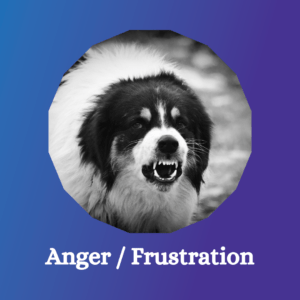 An anguished and reactive dog overwhelmed by anger and frustration.