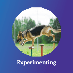 A dog grieving and experimenting by jumping over hurdles.