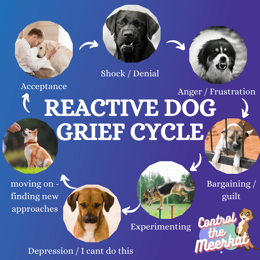 Grief cycle of a reactive dog.