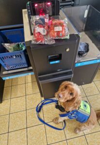 A dog wearing a leash in front of a cash register.