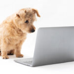A dog looking at a laptop on a white background.