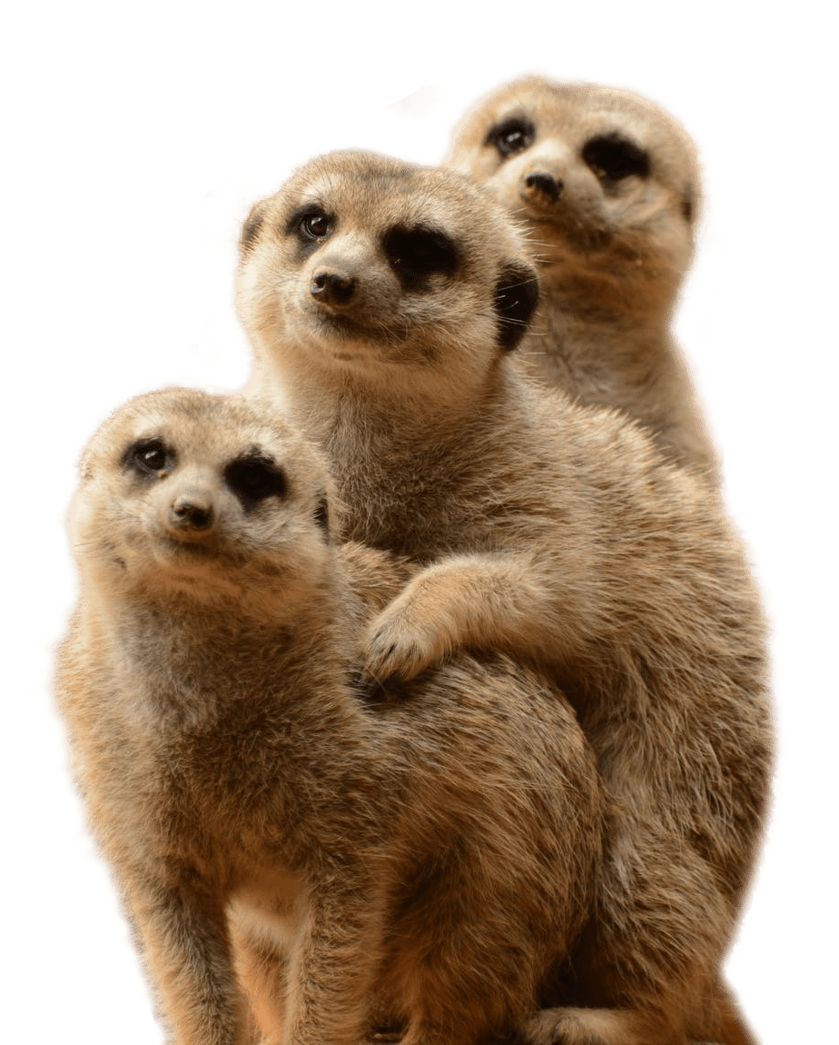 Three meerkats join together in a stack.