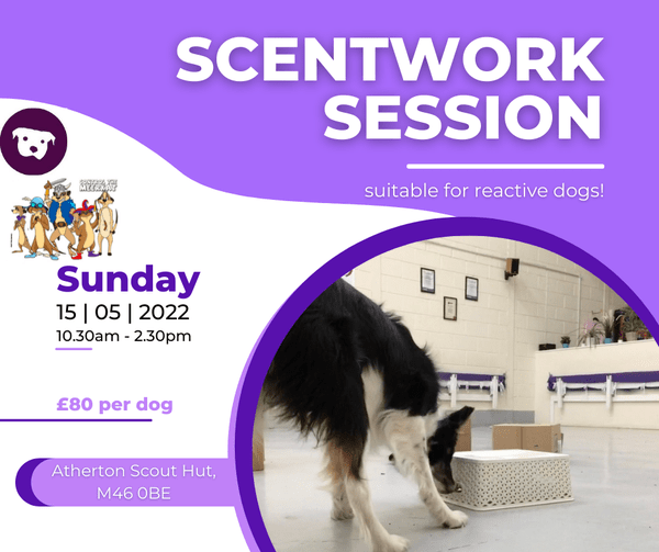 Manchester Workshop: HANDLER SPACE - Scentwork for Guardians 1 day Workshop in Atherton, Manchester 15th May 2022 with a dog.