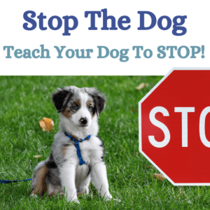 Teach your dog to Stop The Dog on command.