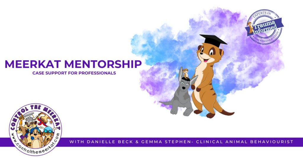 Meerkat pet professionals offer mentorship and care support to fellow animal enthusiasts.