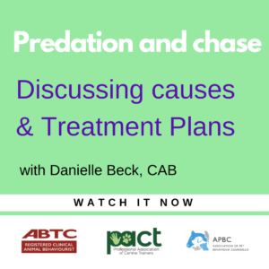 Green promotional graphic for a video titled "Predation and chase: Discussing causes & Treatment Plans." It features Danielle Beck, CAB, and logos for ABTC, PACT, and APBC. Text reads "WATCH IT NOW.