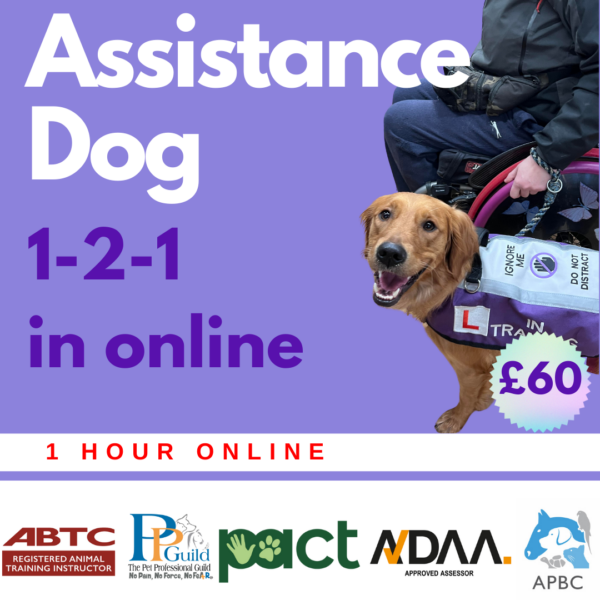 A golden retriever wearing a purple vest sits beside a person in a wheelchair. Text reads: "Assistance Dog 1-2-1 in online - 1 hour online £60." Various professional logos are at the bottom. Hosted online by Control The Meerkat and Danielle Beck a Clinical Animal Behaviourist based in Leigh Greater Manchester .