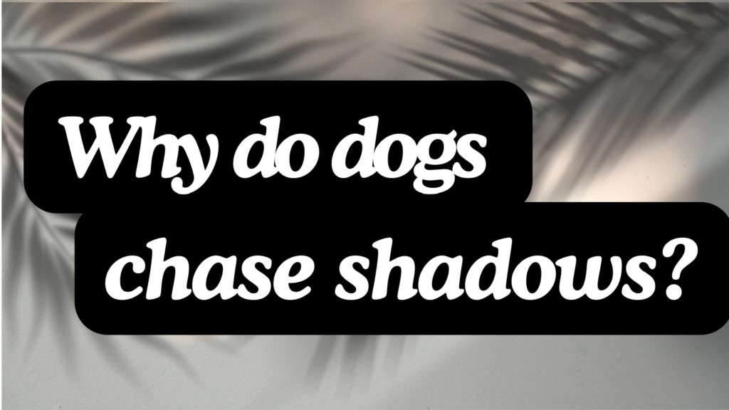 Text reading "Why do dogs chase shadows?" is displayed on a background with shadowed palm leaves.