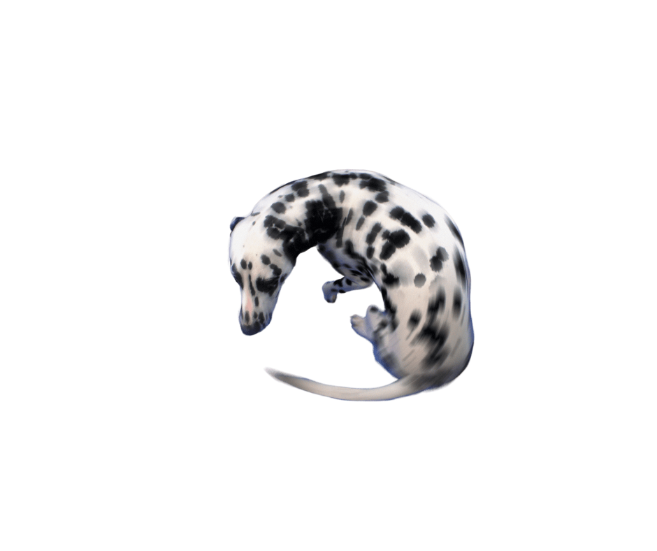 A Dalmatian dog curled up with its head turned towards its body. The dog has a white coat with black spots.