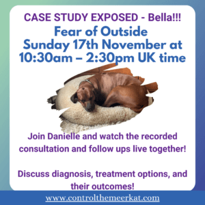 Flyer for a case study event with Danielle Beck, Clinical Animal Behaviourist and Trainer in Leigh, Greater manchester on November 17th, featuring a dog named Bella lying on a fluffy rug. Event discusses diagnosis and treatment outcomes for fear of going outside.