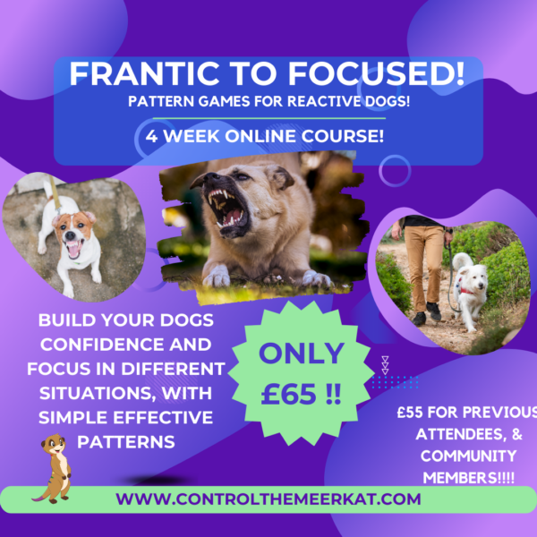 Flyer for a 4-week online course, "Frantic to Focused! Pattern Games for Reactive Dogs," priced at £65. Includes photos of dogs and details for building confidence and focus.