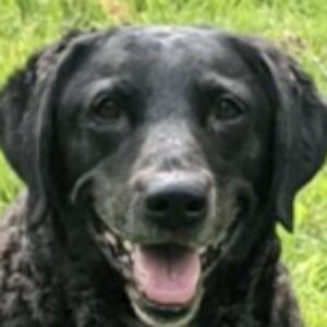 Profile photo of Bev Smith