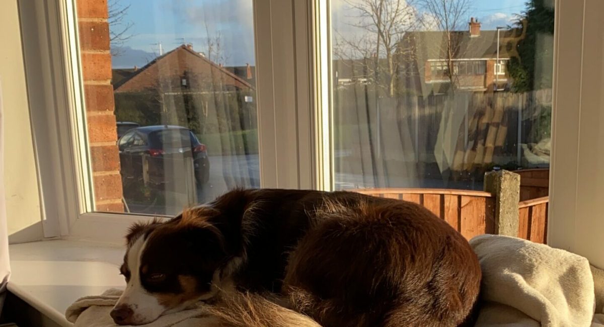 A brown and white dog laying on a window sill.