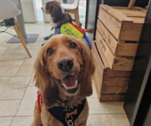 Two dogs sitting on the floor in a restaurant.