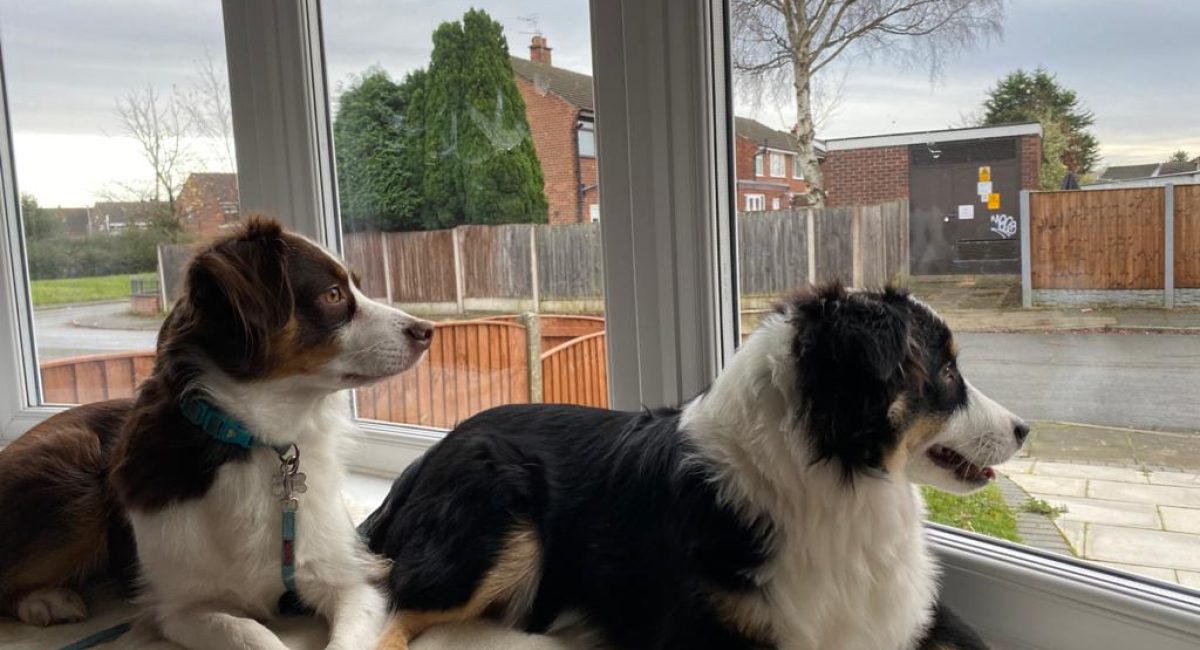 Two dogs sitting on a window sill looking out.