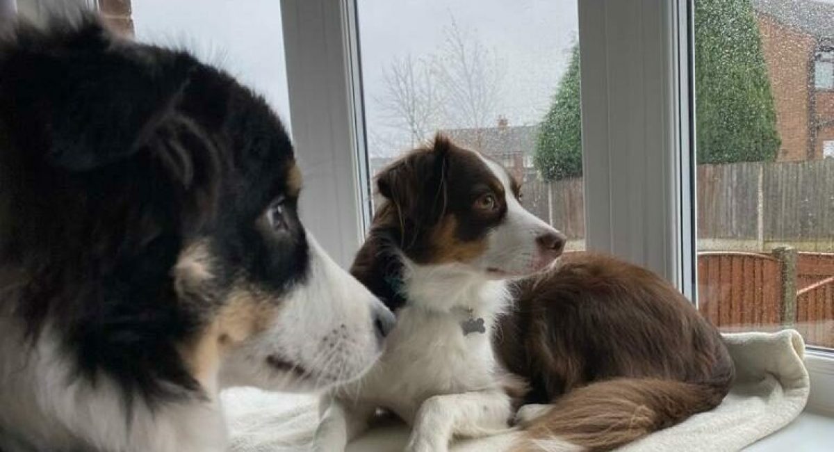 Two dogs looking out of a window.