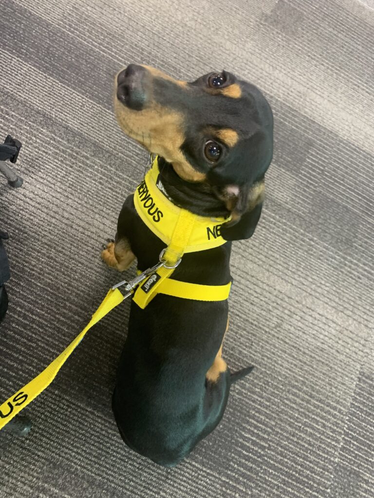 A dachshund wearing a yellow leash named Rufus.